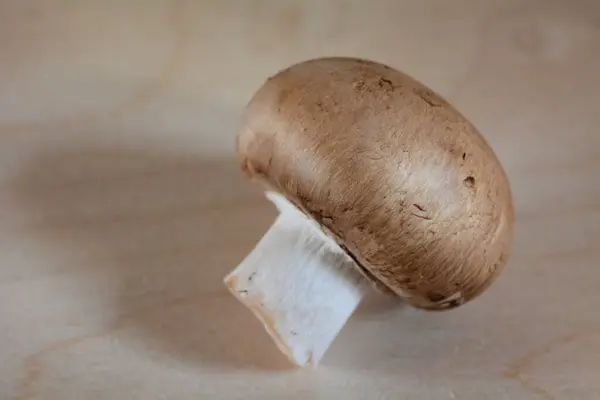 Tarafsız bir arkaplanda izole edilmiş kahverengi mantarların konsept fotoğrafı