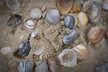 Egmond aan Zee, Nordholland, Hollanda. Egmond aan Zee sahilinde deniz kabukları. 8 Kasım 2024