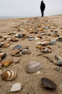 Egmond aan Zee, Nordholland, Hollanda. Egmond aan Zee sahilinde deniz kabukları. 8 Kasım 2024
