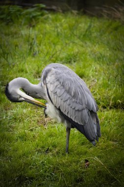 Netherlands. Grey heron on a meadow