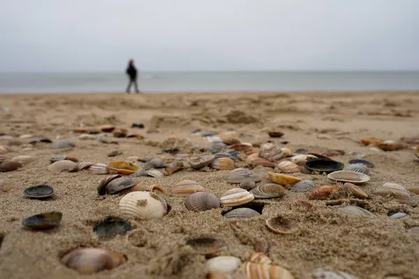 Egmond aan Zee, Nordholland, Hollanda. Egmond aan Zee sahilinde deniz kabukları. 8 Kasım 2024