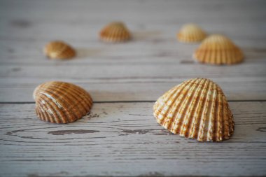 Ahşap bir zemin üzerindeki deniz kabuklarının resmi metin boşluğu ile konsept fotoğraf