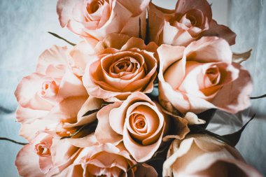 Bir demet pembe gülün fotoğraf stüdyosu