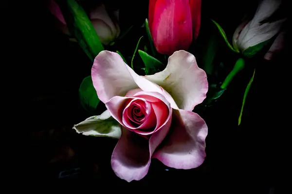 Siyah arka planda pembe gülün durgun stüdyosu metin alanı ile