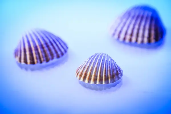 Düzenlenmiş üç deniz kabuğunun metin boşluğundaki konsept fotoğrafı