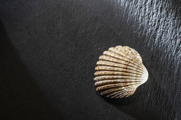Metin alanı ile izole edilmiş siyah bir arkaplan üzerinde bir deniz kabuğunun durgunluğu