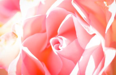 Stüdyo makrosu parlak bir ışıkta pembe gülün durgun hayatını çekti.