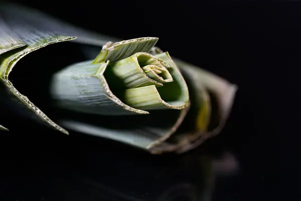 Stüdyodaki pırasa çubuklarının yakın çekimi metin alanı ile izole edilmiş.