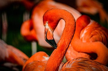 Kuşlar. Kırmızı bir flamingonun portresi