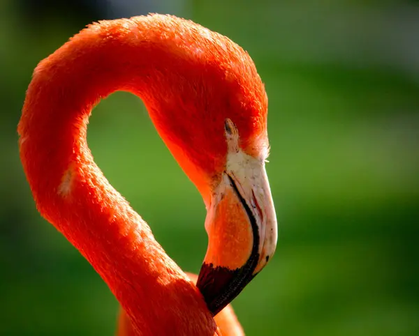 Kuşlar. Kırmızı bir flamingonun portresi