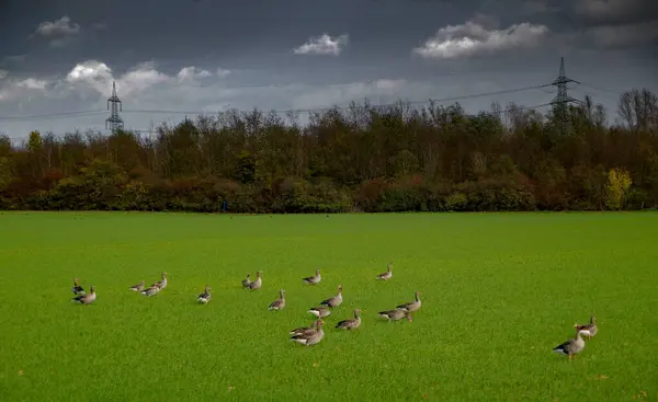 Almanya 'da bir çayırdaki kaz sürüsü