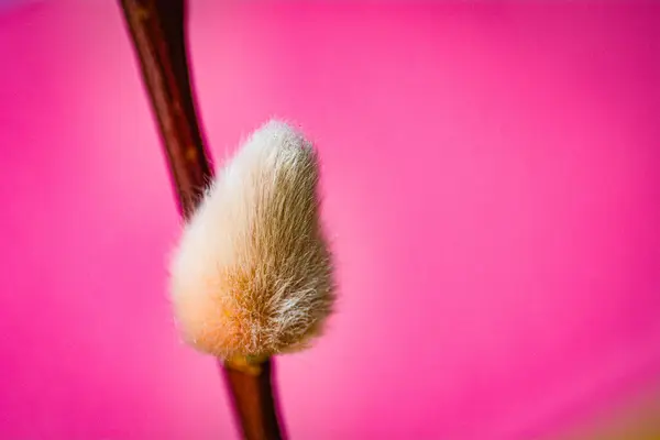 Tek bir palmiye tekinin makro yakın çekimi