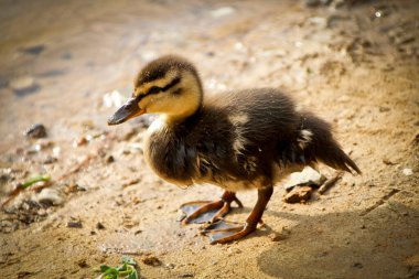 Cute little duckling on the shore of a lake clipart