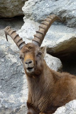 Avrupa Alplerinde bir dağ keçisi portresi