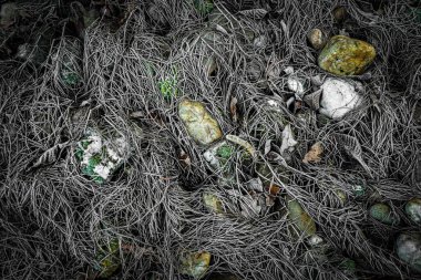 Çimenlerle kaplı çayır, sabah karla kaplı.