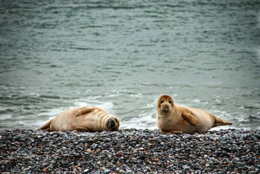 Helgoland, Almanya. Helgoland kumulunun kumsalındaki gri fok. 9 Mart 2013