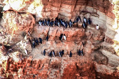 Heligoland, Germany. Guillemot cliffs of the red German offshore island of Heligoland. March 10, 2013 clipart