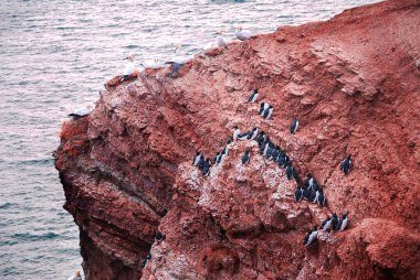 Heligoland, Germany. Guillemot cliffs of the red German offshore island of Heligoland. March 10, 2013 clipart