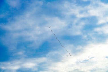 Ok formasyonunda turna sürüsü güneye, Almanya 'ya dönüyor.