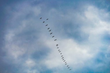 Ok formasyonunda turna sürüsü güneye, Almanya 'ya dönüyor.