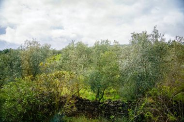 Setenil, Endülüs, Costa de Sol, İspanya. Setenil de las Bodegas yakınlarındaki Endülüs 'te zeytin ağaçları. 14 Mart 2025