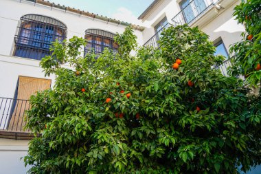 Malaga, Endülüs, Costa de Sol, İspanya. Malaga şehir merkezinde portakal ağacı. 11 Mart 2025