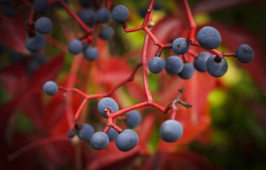 Kendi kendine tırmanan bakire sarmaşığı. Partenocissus quinquefolia. 