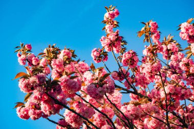 Mavi gökyüzünün önünde çiçek açan kiraz ağacı
