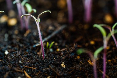 Domates tohumu yetiştirme makro kapalı mekanda detaylı fotoğrafçılık