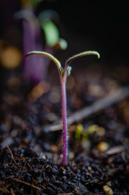 Domates tohumu yetiştirme makro kapalı mekanda detaylı fotoğrafçılık