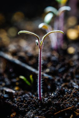 Domates tohumu yetiştirme makro kapalı mekanda detaylı fotoğrafçılık