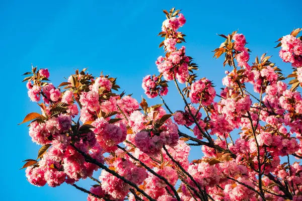 Mavi gökyüzünün önünde çiçek açan kiraz ağacı
