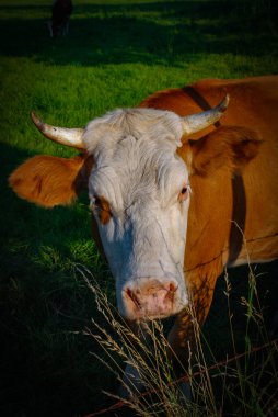 İlginç görünüşlü bir ineğe çok yakın.