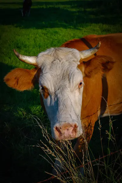 İlginç görünüşlü bir ineğe çok yakın.