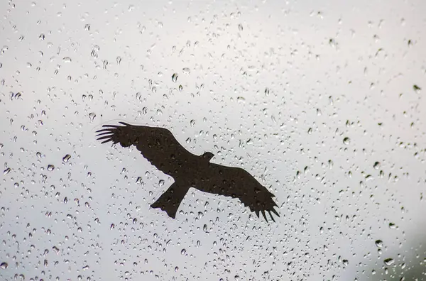 Yağmurlu bir pencere camında siyah bir kuşun silüeti