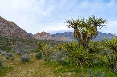 Nevada, ABD. Nevada çölünde Joshua Tree. Bu ağaç türü Mojave Çölü 'ne özgüdür ve güneybatı doğasının engebeli güzelliğini sembolize eder. 25 Nisan 2010