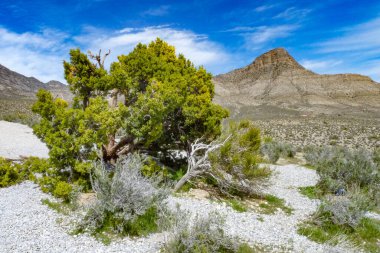 Nevada, ABD. Las Vegas, Nevada yakınlarındaki Red Rock Kanyonu. Çarpıcı kırmızı kumtaşı oluşumları, çöl bitkileri ve dramatik mavi gökyüzü. Jeoloji, yürüyüş, çöl ekosistemleri, ABD seyahati gibi konular için. 25 Nisan 2010