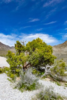 Nevada, ABD. Las Vegas, Nevada yakınlarındaki Red Rock Kanyonu. Çarpıcı kırmızı kumtaşı oluşumları, çöl bitkileri ve dramatik mavi gökyüzü. Jeoloji, yürüyüş, çöl ekosistemleri, ABD seyahati gibi konular için. 25 Nisan 2010