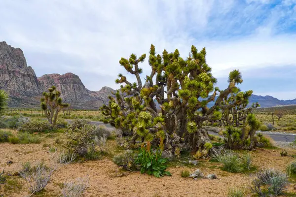 Nevada, ABD. Nevada çölünde Joshua Tree. Bu ağaç türü Mojave Çölü 'ne özgüdür ve güneybatı doğasının engebeli güzelliğini sembolize eder. 25 Nisan 2010
