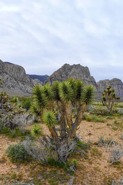 Nevada, ABD. Nevada çölünde Joshua Tree. Bu ağaç türü Mojave Çölü 'ne özgüdür ve güneybatı doğasının engebeli güzelliğini sembolize eder. 25 Nisan 2010