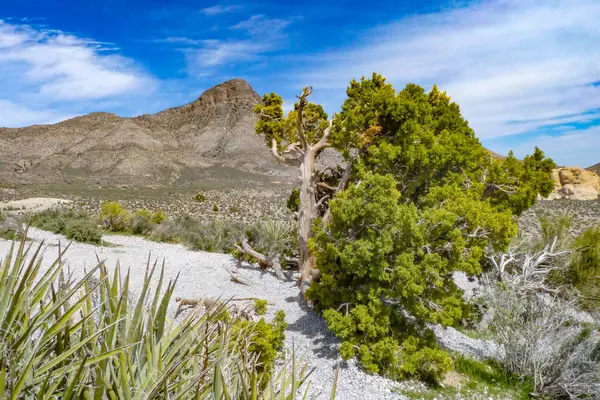 Nevada, ABD. Las Vegas, Nevada yakınlarındaki Red Rock Kanyonu. Çarpıcı kırmızı kumtaşı oluşumları, çöl bitkileri ve dramatik mavi gökyüzü. Jeoloji, yürüyüş, çöl ekosistemleri, ABD seyahati gibi konular için. 25 Nisan 2010