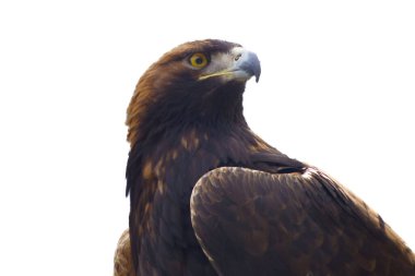 Beyaz zemin üzerinde izole edilmiş, fotokopi alanı olan bir kartalın yakın plan portresi. Avın güçlü kuşu, gücün, görüşün ve özgürlüğün sembolü. Doğa ve vahşi yaşam temaları için ideal