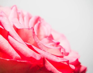 Canlı pembe bir gülün makro çekimi. Yumuşak dokuları ve doğal ışıklandırması olan narin yapraklar. Çiçeklerin güzelliğini ve zarafetini ön plana çıkarıyor.