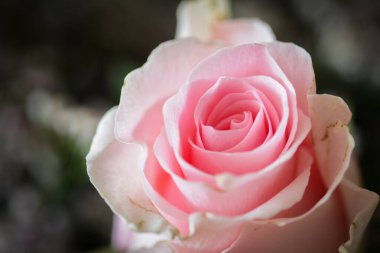 Close-up of a delicate pink rose blossom with intricate details and soft texture  symbol of love, romance, and natural beauty