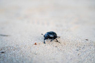 Kumlu zeminde bir bok böceğine yakın dur. Bu parlak siyah böcek doğa, geri dönüşüm süreçleri ve toprak sağlığında önemli bir rol oynar.