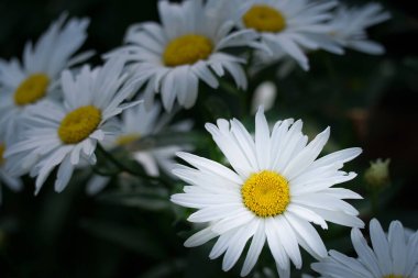 Yeşil bahçe ortamında çiçek açan bir grup beyaz papatya. Neşeli ve zamansız bir çiçek saflığı, yazı ve doğal güzelliği simgeliyor.