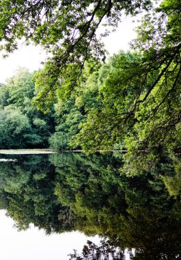 Troisdorf,Leyenweiher. Leyenweiher Gölü 'nde sakin bir akşam manzarası. Yazın başlarında yumuşak ışık ve sakin bir atmosferle yakalanan hiç insan yok. Doğa koruma alanı.