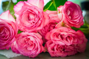 Yumuşak ışığa yakalanmış canlı pembe güller. Aşkın, romantizmin ve özel durumlar, kartlar veya dekorlar için ebedi güzelliğin sembolü.