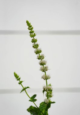 Yeşil bir sapta toplanmış nane tohumlarının yakın çekimi, taze bir bahçe ortamında bu aromatik bitkinin hassas dokusunu ve doğal gelişimini yakalıyor.