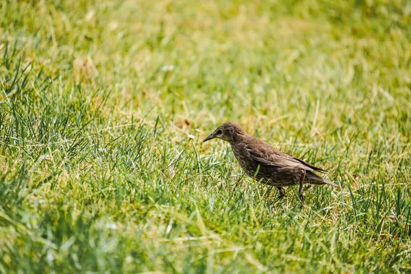 Yanardöner tüylerini sergileyen yemyeşil çimenlerin üzerinde bir sığırcık. Huzurlu çayır habitatında canlı bir anı yakalamak.